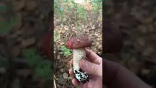 Mushroom hunting 2023 Northern California.