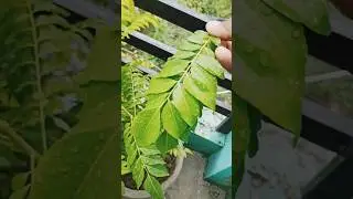 curry leaves #curryleaves கறிவேப்பிலை | करी पत्ते | കറിവേപ്പില | ಕರಿಬೇವು |