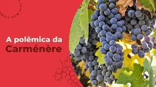 Origem, Vinhos e Curiosidades da Carménère | Evino
