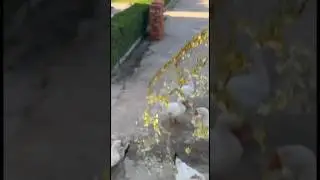 Giving Tea to Geese 