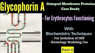 Lecture-10| P(6)| Glycophorin A : Case Study | IMP Structural Determination |Biochemistry Techniques