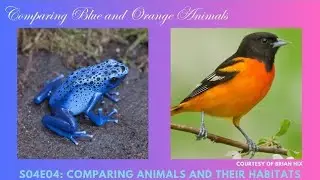 Comparing Blue and Orange Animals