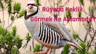 Rüyada Keklik Görmek Ne Anlamadır