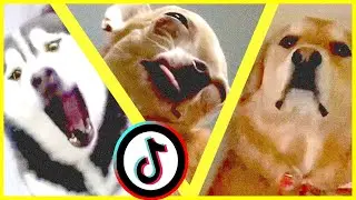 tiktok pets doing funny things compilation: clean memes for grandma