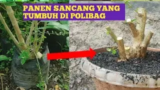 BONSAI SANCANG PINDAH POT