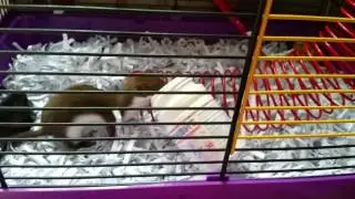 Ласка играется