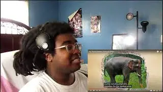 Extinct Animals of Ancient History -The Budget Museum Reaction