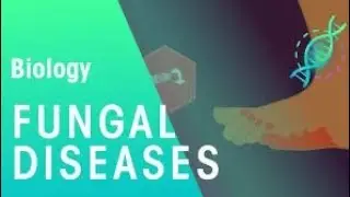 Fungal_Diseases___Health___Biology___FuseSchool(360p).mp4