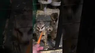 Сурикаты забавные малыши!!!