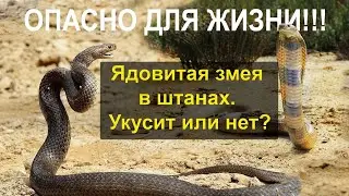 ШОК-КОНТЕНТ: Ядовитая змея в штанах. Укусит или нет? Экстремальное шоу. НЕ ПОВТОРЯТЬ!
