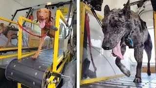 Woman Creates A Mobile Dog Gym With Treadmill