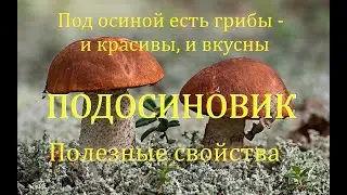 Неумывакин: ПОДОСИНОВИК - Полезные свойства