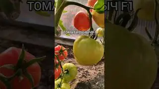 Томат ИВАНЫЧ F1 #помидоры#томаты #семенамаркет #семена #урожай #хештег