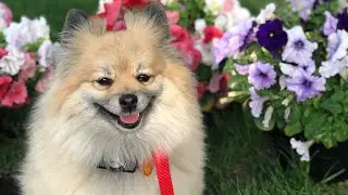 DOG WHO LOVES THE FLOWERS || SPRING IN MINNESOTA || DOC MJ