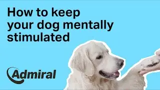 How to keep your dog mentally stimulated | AdmiralUK