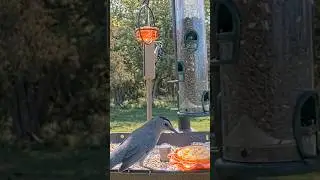 Gray Catbird goes for the orange! #birds #nature #livestream