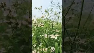 A Film by Nature..🖤🦋 #WhatsAppstatus #shortvideo #naturalvideo #nature