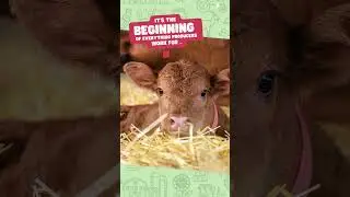 It's Calving Season
