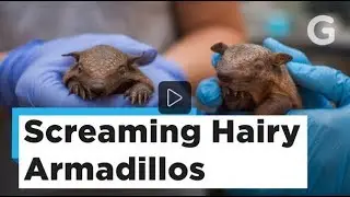 Screaming Hairy Armadillos Articulate Our Existential Dread