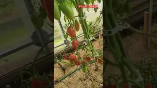 Обзор томатов в моей теплице.