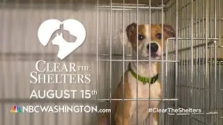 CLEAR THE SHELTER -  'I WANT TO BE YOUR DOG' :60