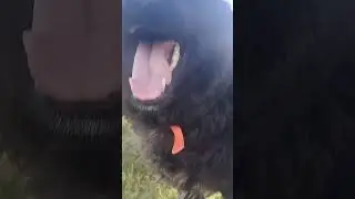 Ёжик Баста поймала ежика