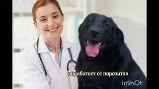 Что делать, если нашел собаку на улице ?#приютлюбимки #волжский #россия