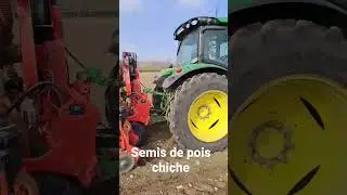 Semis de pois chiche