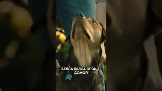 ВЕРНЫЙ ДРУГ 🐶 | КОД 295 🔎 