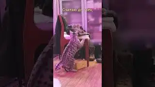 Ррр-р-р!!!