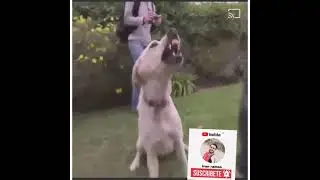 APRENDER A CONTROLAR A PERRO FEROZ