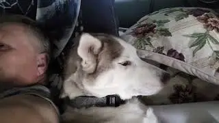 singing lullaby to my husky #siberianhusky #husky #