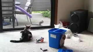 Прикольные котики