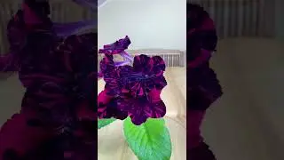 Streptocarpus Dimetris DS-2704