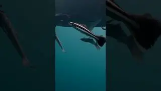 Detailes  #diving#short #shortvideo #whale #whaleshark