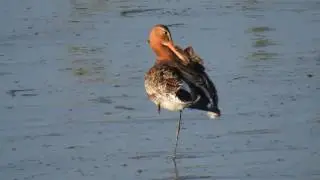 Vroege Vogels - Poetsende grutto