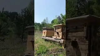 майский медосбор карника и среднерусские пчелы!