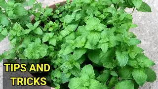 HOW TO GROW TONS OF MINT IN CONTAINER