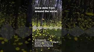 Are there less fireflies now?