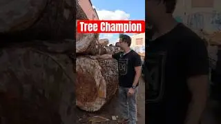 The Second Life of Old Trees