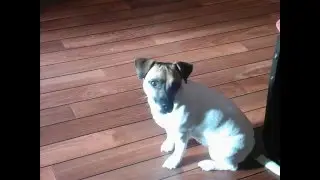 drole de chien