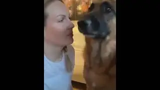 Немецкая овчарка стесняется поцелуев) Дрессировка собак 