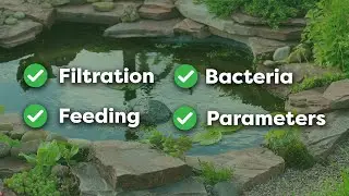 A Beginner's Guide to Getting a Pond Ready for Summer