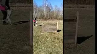 Безопорный прыжок джек рассела через метр
