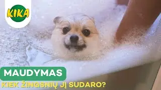 Kaip taisyklingai maudyti šunį?