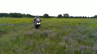 Селедка в полях