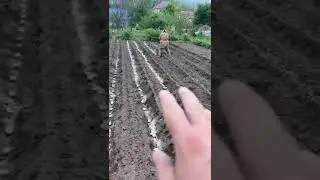 посадка картошки 2024, культиватор Hunter и культиватор Viking