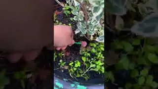 Пранк над папой с чупа чупсом от Andi like 