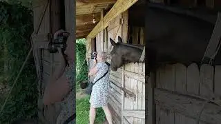 СФОТКАЙ МЕНЯ! #horse #лошади #equestrian #shorts #ранчобелыйклевер
