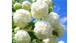 Калина 